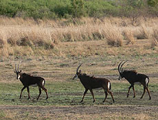 Gacelas y ant�lopes pueblan Namibia.