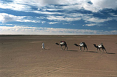 Paisaje de planicie �rida.