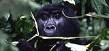 Safaris en Africa