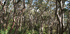 Un bosque de eucaliptus.