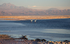 Laguna Chaxa, Chile