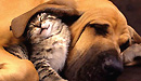 Especial Viajar con mascotas
