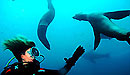 Especial Submarinismo