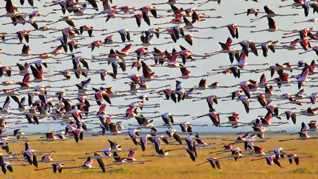 Parque Natural de Do�ana.
