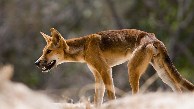 australia